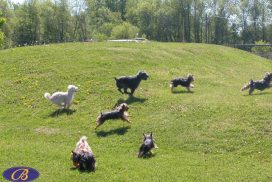 Dogs-play-Grass