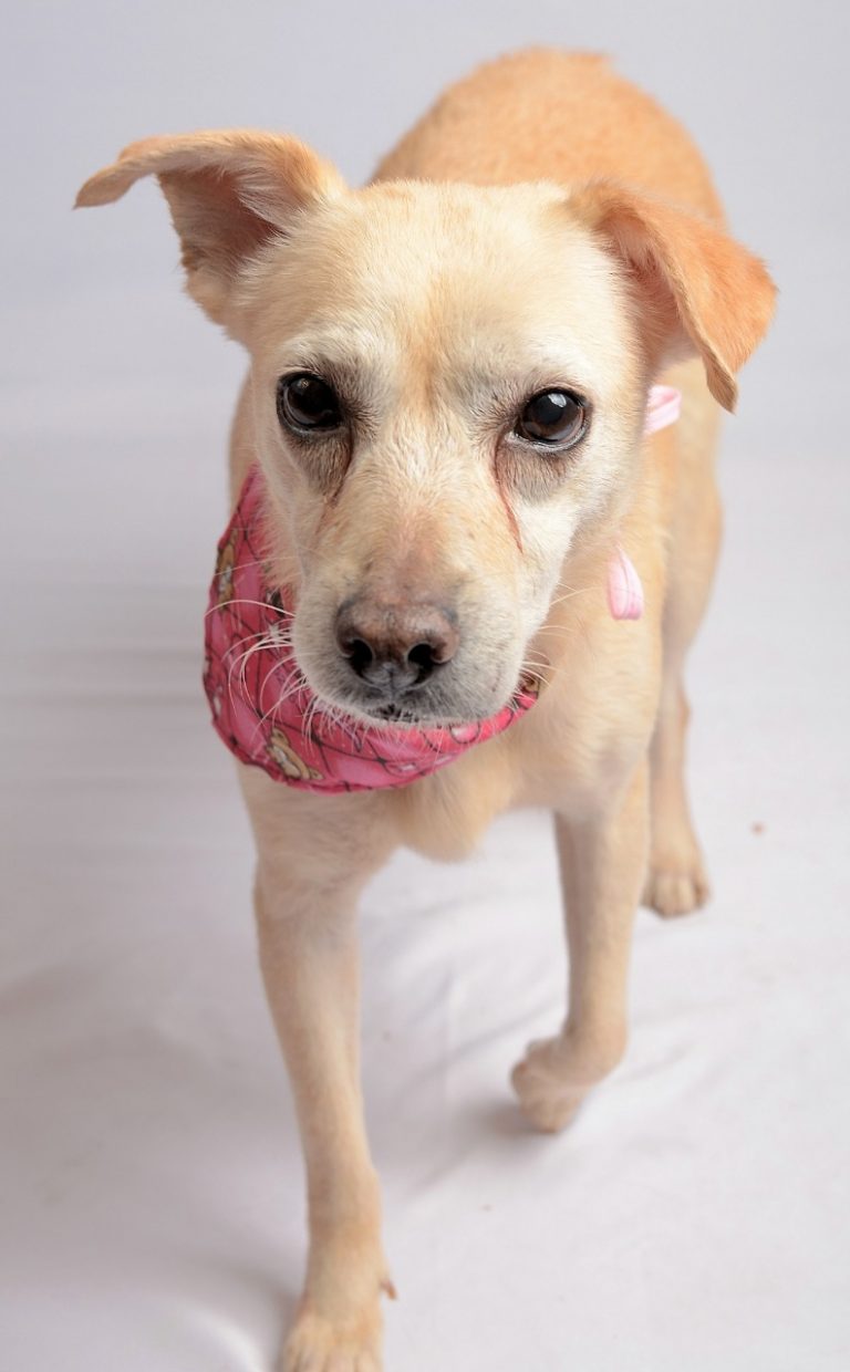 Ginger(4)