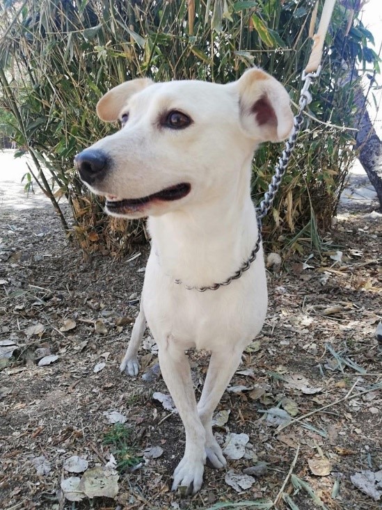 Laika