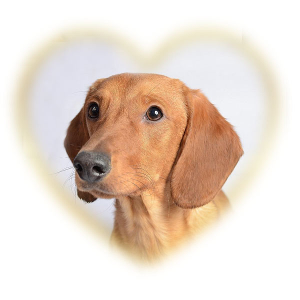 bo_coeur