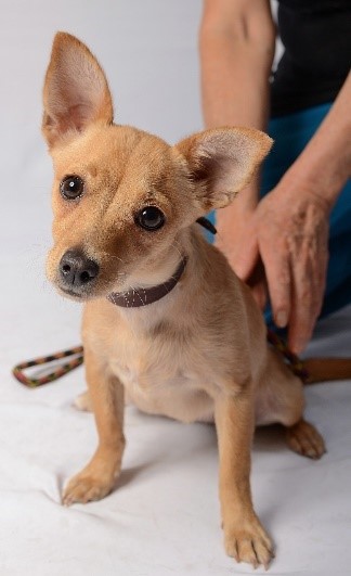 canela