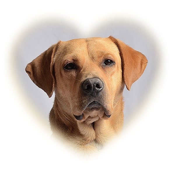 diko_coeur