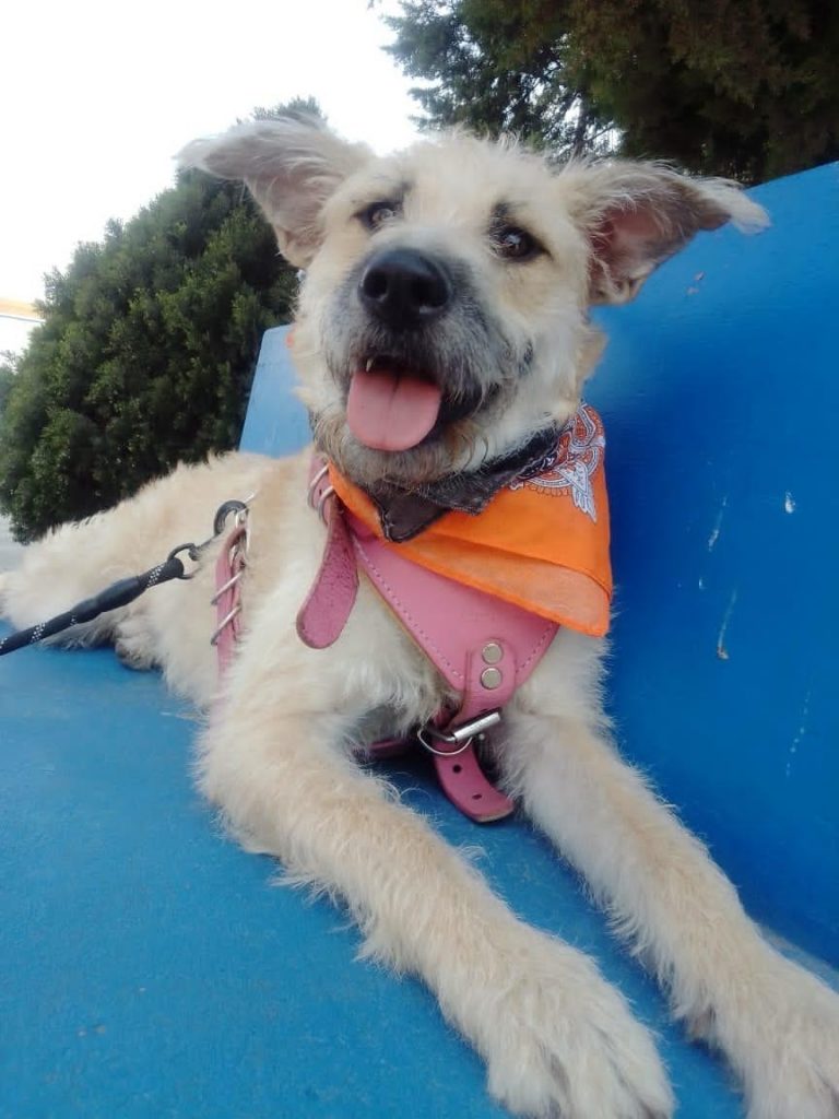 dixie