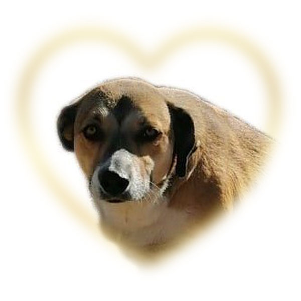 guera_coeur