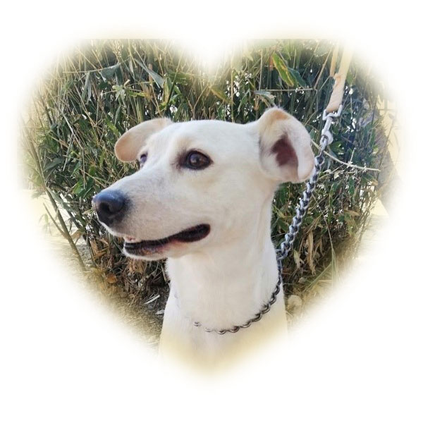laika_coeur