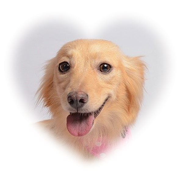 lassie_coeur