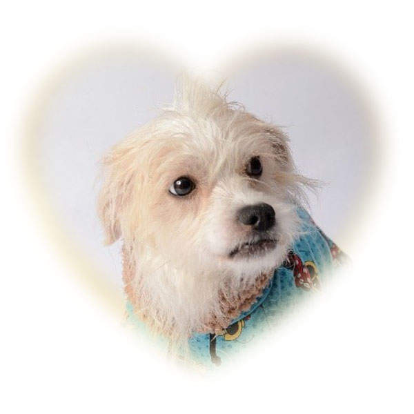 manchas_coeur
