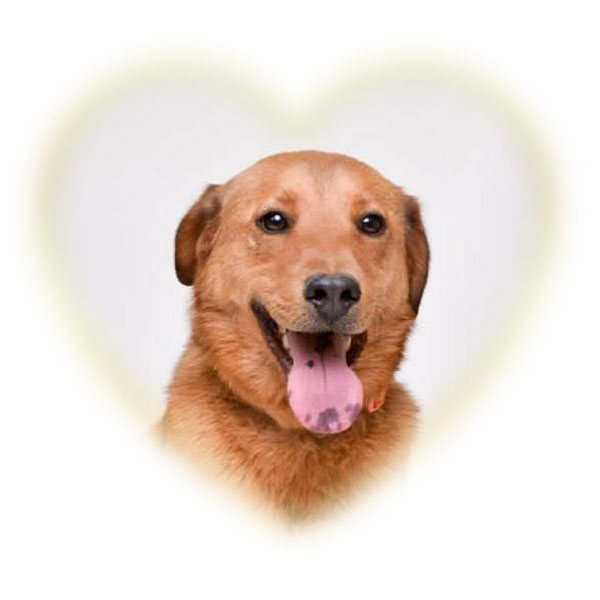 oso_coeur