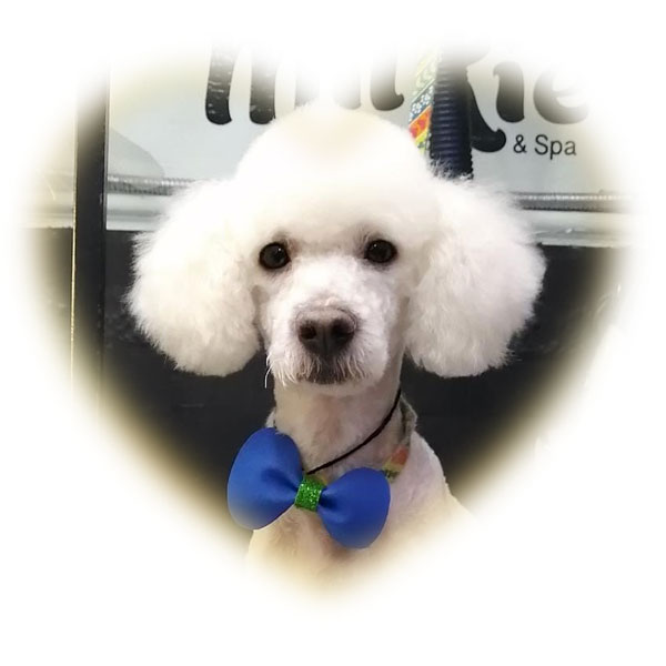 peluchin_coeur