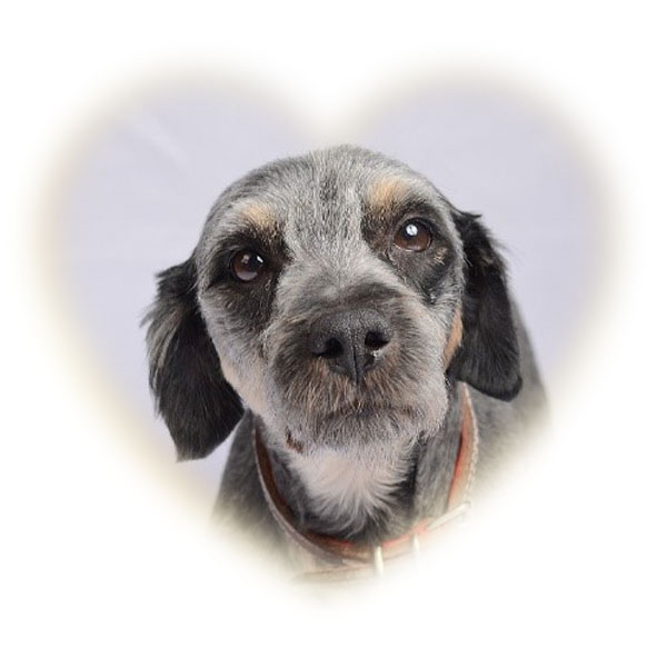 pelucho_coeur