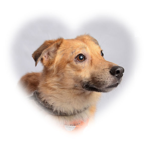 simba_coeur