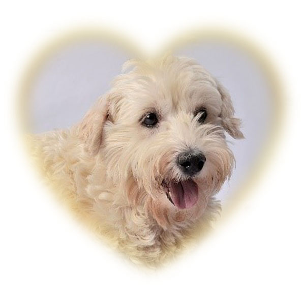 toto_coeur